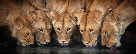 جولة عالمية مصورة وغير شكل في مملكة الحيوانات الرائعة صورة رقم 16