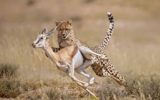 جولة عالمية مصورة وغير شكل في مملكة الحيوانات الرائعة صورة رقم 19