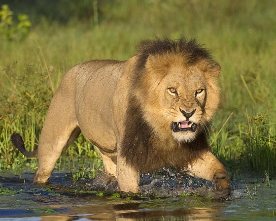 جولة عالمية مصورة وغير شكل في مملكة الحيوانات الرائعة صورة رقم 17