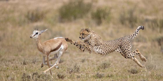 جولة عالمية مصورة وغير شكل في مملكة الحيوانات الرائعة صورة رقم 18