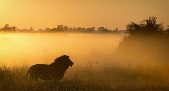 جولة عالمية مصورة وغير شكل في مملكة الحيوانات الرائعة صورة رقم 20