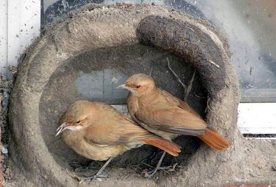 هكذا تبني الطيور اعشاشها وهذا ما يتطلبه بناؤها من جهد ووقت.. بالصور صورة رقم 12 هكذا تبني الطيور اعشاشها وهذا ما يتطلبه بناؤها من جهد ووقت.. بالصور صورة رقم 12