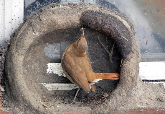 هكذا تبني الطيور اعشاشها وهذا ما يتطلبه بناؤها من جهد ووقت.. بالصور صورة رقم 11 هكذا تبني الطيور اعشاشها وهذا ما يتطلبه بناؤها من جهد ووقت.. بالصور صورة رقم 11