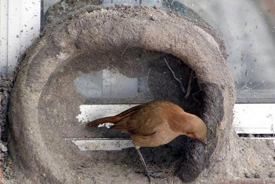 هكذا تبني الطيور اعشاشها وهذا ما يتطلبه بناؤها من جهد ووقت.. بالصور صورة رقم 10 هكذا تبني الطيور اعشاشها وهذا ما يتطلبه بناؤها من جهد ووقت.. بالصور صورة رقم 10