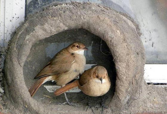 هكذا تبني الطيور اعشاشها وهذا ما يتطلبه بناؤها من جهد ووقت.. بالصور صورة رقم 9 هكذا تبني الطيور اعشاشها وهذا ما يتطلبه بناؤها من جهد ووقت.. بالصور صورة رقم 9