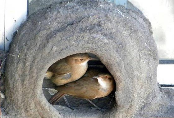 هكذا تبني الطيور اعشاشها وهذا ما يتطلبه بناؤها من جهد ووقت.. بالصور صورة رقم 7 هكذا تبني الطيور اعشاشها وهذا ما يتطلبه بناؤها من جهد ووقت.. بالصور صورة رقم 7
