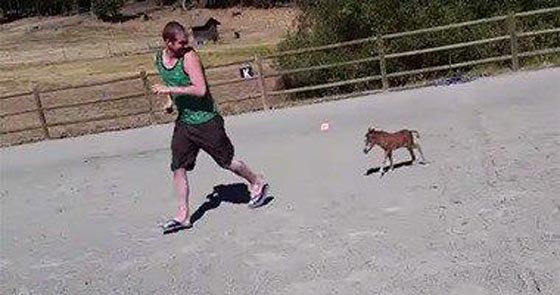 بالصورة.. الحصان القزم يتبع صديقه في كل مكان حتى المرحاض صورة رقم 1 بالصورة.. الحصان القزم يتبع صديقه في كل مكان حتى المرحاض صورة رقم 1