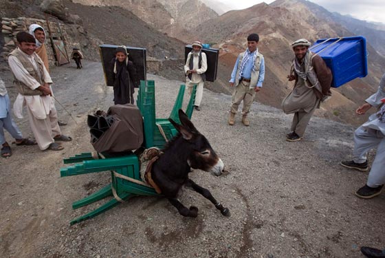 بالصور.. شاحنات تنوء باحمالها الثقيلة من الحيوانات خاصة صورة رقم 3 بالصور.. شاحنات تنوء باحمالها الثقيلة من الحيوانات خاصة صورة رقم 3