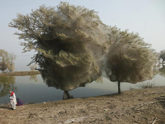  صور اغرب عجائب الطبيعة (1): في المغرب الماعز تتسلق الاشجار وفي استراليا بحيرة وردية اللون! صورة رقم 6