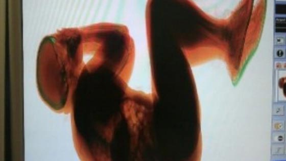 أسوأ 10 سياح نقلوا صورة سيئة عن بلادهم لشعوب العالم.. وهذه حماقاتهم صورة رقم 3