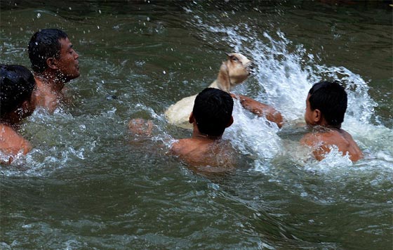 لقطات مروعة.. رجال يقطعون الماعز حيا باسنانهم بعد القائه في الماء!! صورة رقم 9