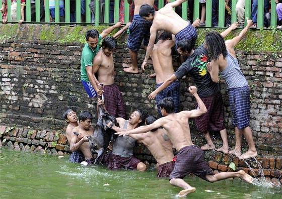 لقطات مروعة.. رجال يقطعون الماعز حيا باسنانهم بعد القائه في الماء!! صورة رقم 12