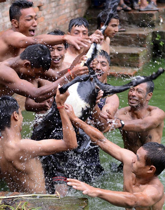 لقطات مروعة.. رجال يقطعون الماعز حيا باسنانهم بعد القائه في الماء!! صورة رقم 18