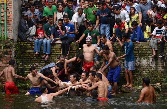 لقطات مروعة.. رجال يقطعون الماعز حيا باسنانهم بعد القائه في الماء!! صورة رقم 17