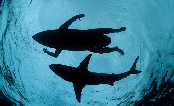 ملوك الحياة البرية يتالقون في مسابقة التصوير الفوتوجرافي صورة رقم 6