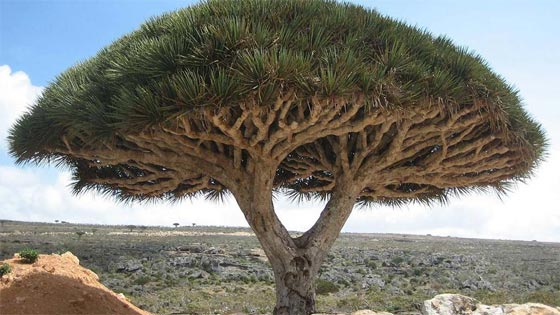 صور أغرب الأماكن الطبيعية في العالم: ينبوع الدم الساخن، غابة الاحجار وصحراء الملح صورة رقم 9 صور أغرب الأماكن الطبيعية في العالم: ينبوع الدم الساخن، غابة الاحجار وصحراء الملح صورة رقم 9