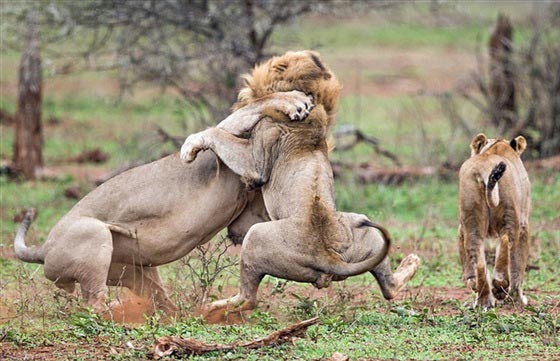 صور لمعركة شرسة بين أسدين على قلب أنثى صورة رقم 1