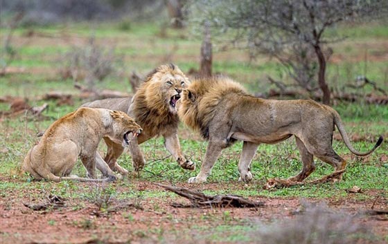 صور لمعركة شرسة بين أسدين على قلب أنثى صورة رقم 4