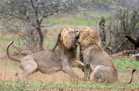 صور لمعركة شرسة بين أسدين على قلب أنثى صورة رقم 5