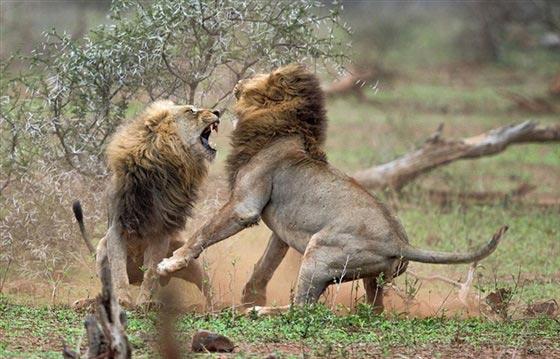 صور لمعركة شرسة بين أسدين على قلب أنثى صورة رقم 6