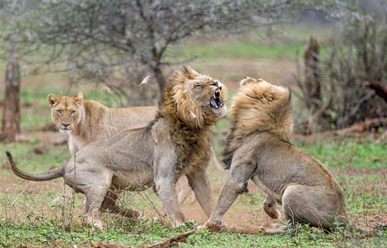صور لمعركة شرسة بين أسدين على قلب أنثى صورة رقم 7