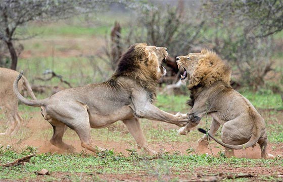 صور لمعركة شرسة بين أسدين على قلب أنثى صورة رقم 8