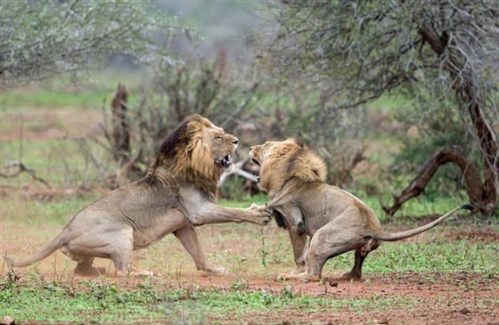 صور لمعركة شرسة بين أسدين على قلب أنثى صورة رقم 9