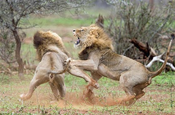 صور لمعركة شرسة بين أسدين على قلب أنثى صورة رقم 10