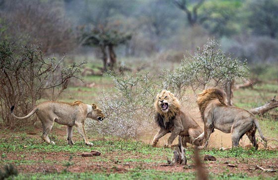 صور لمعركة شرسة بين أسدين على قلب أنثى صورة رقم 12