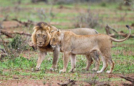 صور لمعركة شرسة بين أسدين على قلب أنثى صورة رقم 14
