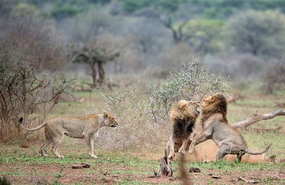 صور لمعركة شرسة بين أسدين على قلب أنثى صورة رقم 11