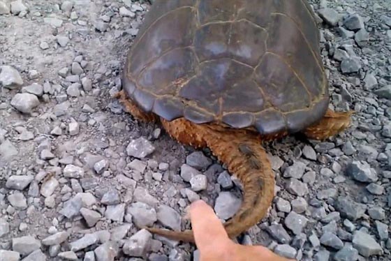 هجوم بسرعة غير معهودة لسلحفاة النينجا على رجل ضايقها.. شاهد صورة رقم 1