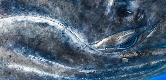 25 صورة مذهلة تخطف الابصار في مسابقة ناشيونال جيوجرافيك صورة رقم 13