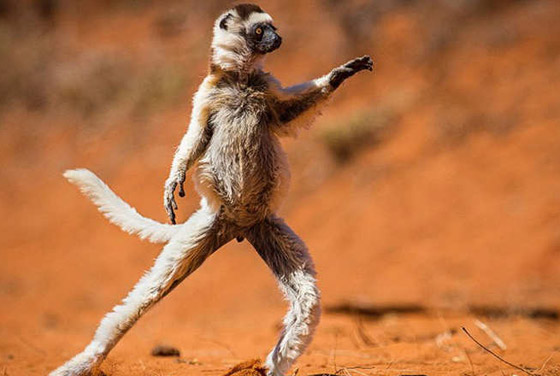 صور مضحكة.. كوميديا الحيوانات في الحياة البرية صورة رقم 4