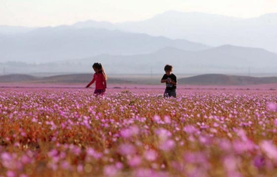 الامطار تبعث الحياة الموردة في اكثر الصحاري جفافا في العالم صورة رقم 2