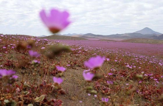 الامطار تبعث الحياة الموردة في اكثر الصحاري جفافا في العالم صورة رقم 3