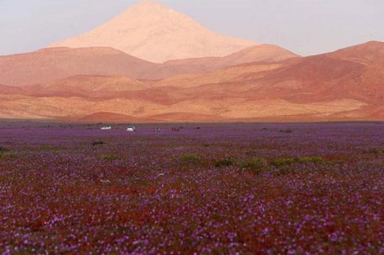 الامطار تبعث الحياة الموردة في اكثر الصحاري جفافا في العالم صورة رقم 5