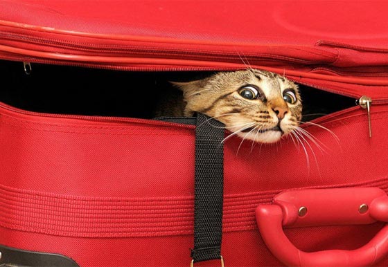 صور طريفة.. قطط مدججة تقاوم الارهاب في بلجيكا صورة رقم 7