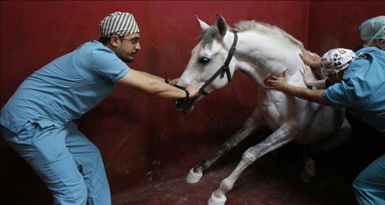 صور مذهلة.. اطلالات على الايحاءات والرموز في عالم الحيوان صورة رقم 19