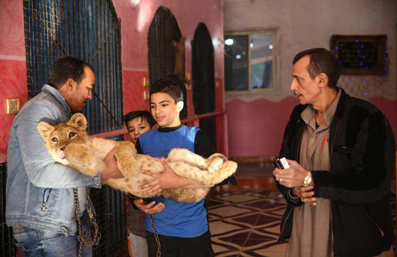اغرب صور: مصري يربي حيوانات في بيته: قرود، ذئاب، نسور، اسد، ثعابين وتماسيح! صورة رقم 5 اغرب صور: مصري يربي حيوانات في بيته: قرود، ذئاب، نسور، اسد، ثعابين وتماسيح! صورة رقم 5
