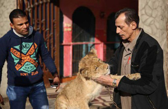 اغرب صور: مصري يربي حيوانات في بيته: قرود، ذئاب، نسور، اسد، ثعابين وتماسيح! صورة رقم 6 اغرب صور: مصري يربي حيوانات في بيته: قرود، ذئاب، نسور، اسد، ثعابين وتماسيح! صورة رقم 6