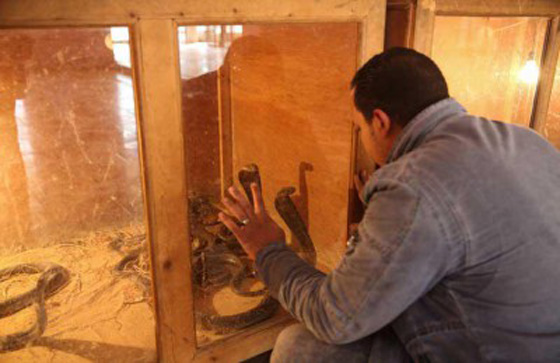 اغرب صور: مصري يربي حيوانات في بيته: قرود، ذئاب، نسور، اسد، ثعابين وتماسيح! صورة رقم 2 اغرب صور: مصري يربي حيوانات في بيته: قرود، ذئاب، نسور، اسد، ثعابين وتماسيح! صورة رقم 2