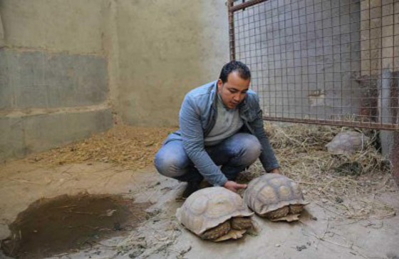 اغرب صور: مصري يربي حيوانات في بيته: قرود، ذئاب، نسور، اسد، ثعابين وتماسيح! صورة رقم 7 اغرب صور: مصري يربي حيوانات في بيته: قرود، ذئاب، نسور، اسد، ثعابين وتماسيح! صورة رقم 7