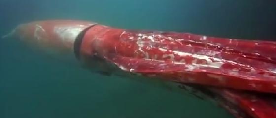 سواحل اليابان تستضيف كائنا غريبا من نوعه.. يظهر ويختفي في الماء صورة رقم 13