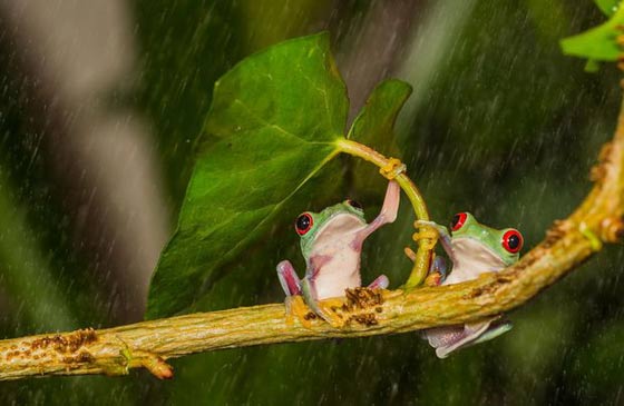 صور حيوانات تحتمي من السيول تحت مظلات طبيعية: زهرة او نبتة فطر او ورقة شجر! صورة رقم 10