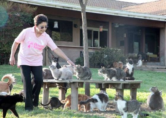 امرأة امريكية تحول منزلها لاكبر محمية طبيعية في العالم.. تعيش مع الف قطة!! صورة رقم 9
