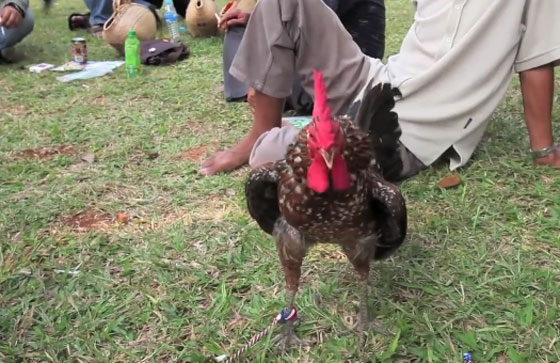 استمع الى الديك الضاحك.. وتعرف على فصيلته الغريبة العجيبة صورة رقم 4