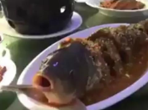 قوة الحياة تدفع سمكة لتحدي الموت بعد طهيها.. شاهدها تشرب الخمر ايضا!! صورة رقم 1