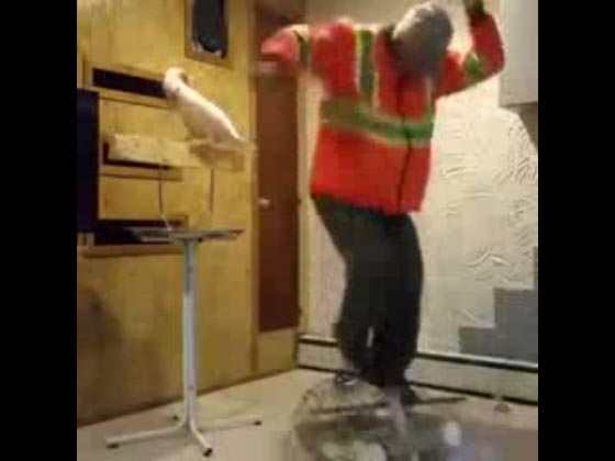 فيديو غير شكل.. ببغاء تصرخ بمحطم قفصها لماذا فعلت هئا؟!! صورة رقم 1