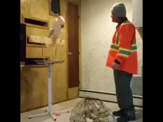 فيديو غير شكل.. ببغاء تصرخ بمحطم قفصها لماذا فعلت هئا؟!! صورة رقم 2